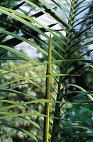 Dypsis decaryi triangle palm