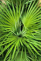 Chusean palm Trachycarpus fortunei