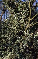 Euonymus fortunei Harlequin climbing into tree