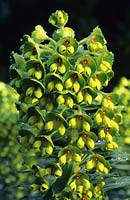Euphorbia characias subsp wulfenii John Tomlinson
