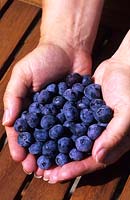 hands holding Blueberries