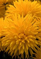 Chrysanthemum Jubilee