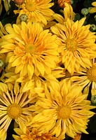 Chrysanthemum Yellow Starlet