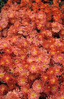 Chrysanthemum Louisa and Coppernob