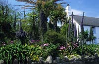 private garden St Mary s Isles of Scilly front garden stone wall tender exotics Echium pininana and palms