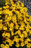 wallflower Erysimium Bowles Yellow