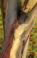 Eucalyptus pauciflora bark