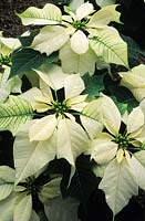 poinsettia Euphorbia pulcerrima Top White