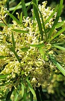 Lomatia longifolia