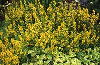 yellow loosestrife Lysimachia punctata with Persicaria Painter's Palette