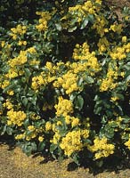 Oregon grape Mahonia aquifolium Apollo