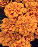 French Marigold Tagetes patula Solar Orange