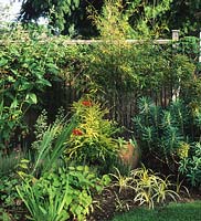 Anne Swithenbank s garden Surrey Large container border bamboo Phylostachis nigra