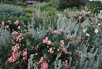 Sticky Wicket Dorset Rosa The Fairy Claire Rose and Ballerina underplanted with Artemesia