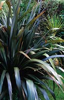 New Zealand flax Phormium tenax Purpurea