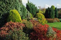 Broadlands Dorset low maintenance conifers and shrubs in autumn Gaultheria mucronata Bell s Seedling with Thuja orientalis