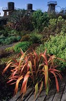 Private garden Mendocino California Design Jaen Treesinger New Zealand flax Phormium Jester beside decking