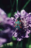 pincushion flower Scabiosa Butterfly Blue Burnet hawk moth
