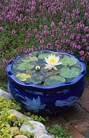 Blue ceramic pot container pond with dwarf waterlily