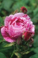 rose Rosa Ferdinand Prichard