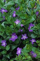 Greater periwinkle Vinca major Summer flowering ground cover purple flower flowers