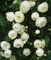 Rosa pimpernellifolia double white syn R spinosissima