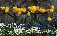 Tulipa 'Golden Apeldoorn' with forget me nots and Bellis 'Pimponette White'