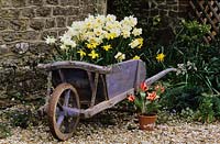 The Oast Houses Hampshire recycled container Old wooden wheelbarrow planted with Narcissus