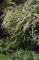 Spirea angustifolia