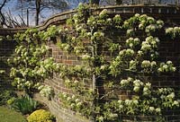 Vann Surrey Serpentine crinkle crankle curved wall with espalier apples in Spring