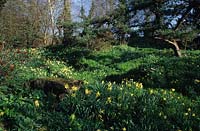 Myddelton House Middx E A Bowles s garden Wild daffodils Narcissus pseudonarcissus in grass under tree