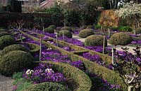 Filoli California The Chatres walled Garden boxwood topiary and hedges with self sown violas
