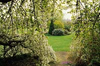 Swallow Hayes Shropshire weeping cherry Prunus Yoshino Pendula Arch in tree with view across garden Spring flower tree blossom
