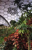 The Eden Project Cornwall Tropical bio dome
