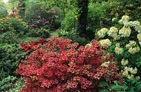 Spinners Hampshire Woodland garden with rhododendrons and Cornus canadensis Spring flower shade woodland red