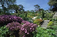 Tresco Abbey gardens Isles of Scilly tropical sheltered garden with Geranium maderense sheltered garden summer May