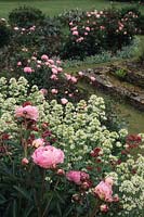 The Manor House Upton Grey Hampshire Gertrude Jekyll garden in summer with Peonies Paeonia Sarah Bernhardt and valerian summer