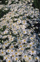 shasta daisy Leucanthemum x superbum
