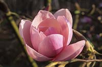 Magnolia Iolanthe spring flower scented deciduous