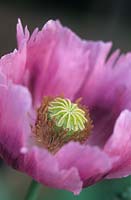 opium poppy Papaver somniferum
