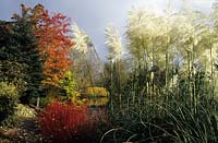 The Dingle Powys pampass grass Cortaderia selloana with autumn colour in the garden