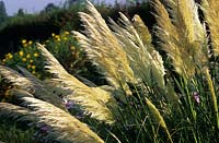 pampass grass Cortaderia selloana Sunningdale Silver