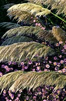 pampass grass Cortaderia selloana Sunningdale Silver Aster turbinellus