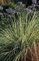 pampass grass Cortaderia selloana Albolineata