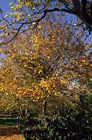 Hilliers Arboretum Hampshire in autumn Crataegus tomentosa