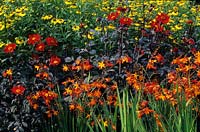 RHS Wisley Surrey herbaceous border in late summer Crocosmia Jackanapes Dahlia Tally Ho Helenium Gartensonne