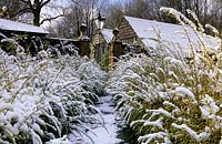 private garden Sussex path in winter with snow covering Lonicera nitida Baggescens Gold