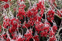 frost on Viburnum betulifolium berries on winter