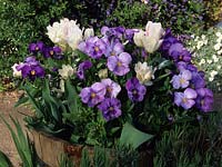 Eastgrove Cottage Worcestershire white Tulipa Candy Club and blue pansies in wooden barrel container