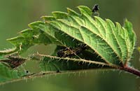 red admiral butterfly caterpillar on stinging nettle